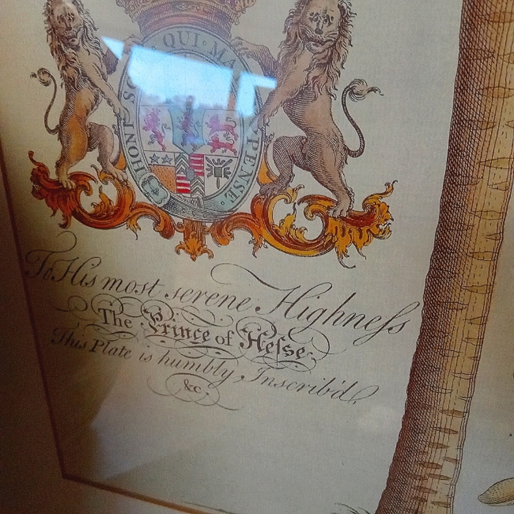 Vintage Georg Ehret Framed Print - Picture 4 of 5